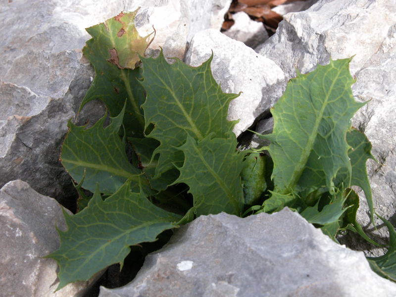 Lactuca longidentata / Lattuga del Monte Albo